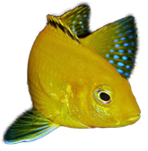 Gelbe Labidochromis