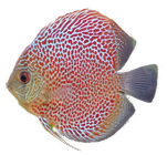 Diskusfisch Diskusfisch