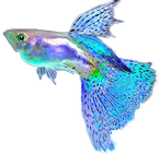 Guppy Guppy