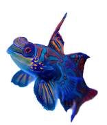 Mandarinfisch Leierfisch Mandarinfisch Leierfisch