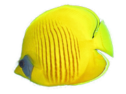 Falterfisch Falterfisch